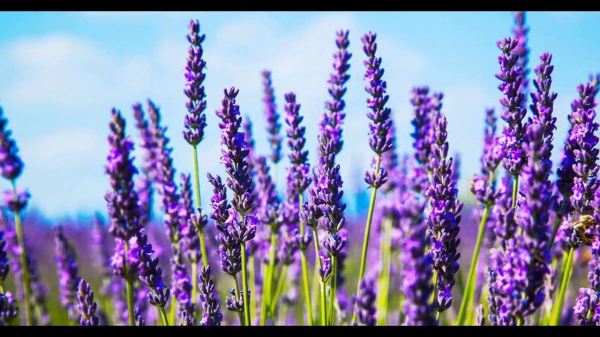 Фиолетовые полевые цветы (57 фото)