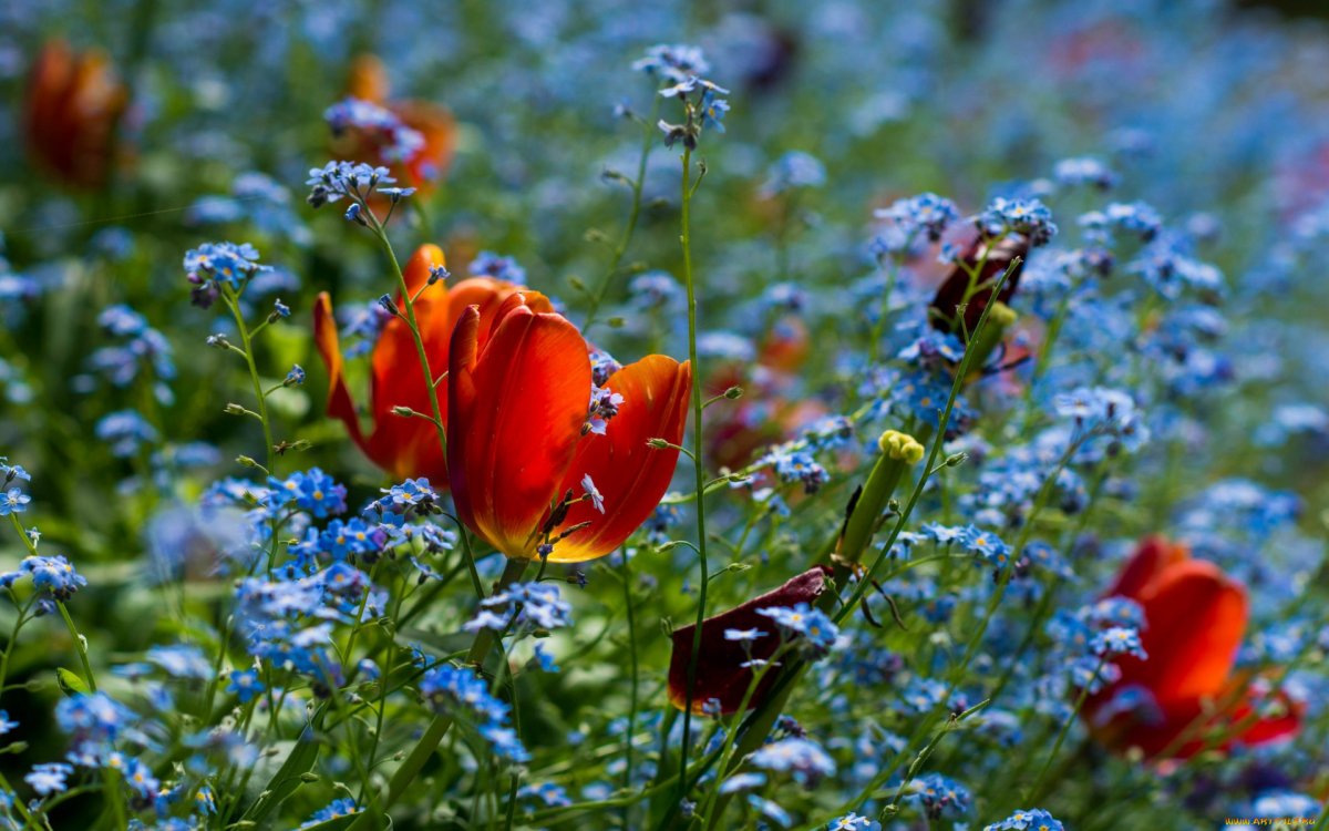 Весенние полевые цветы (61 фото)