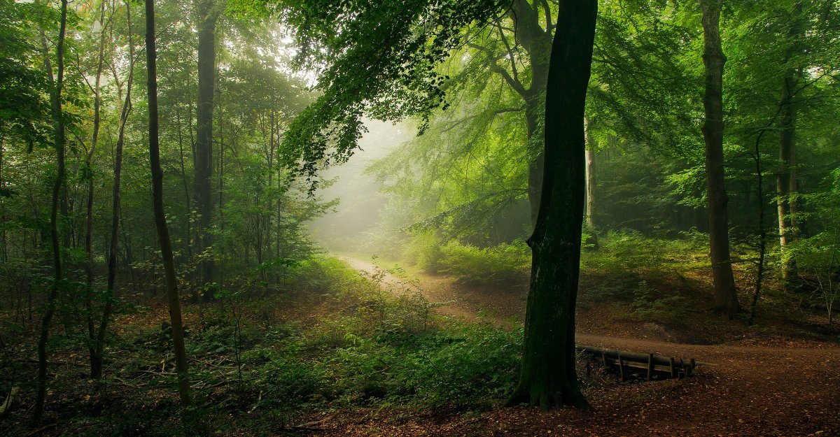 Утренний лес (60 фото)
