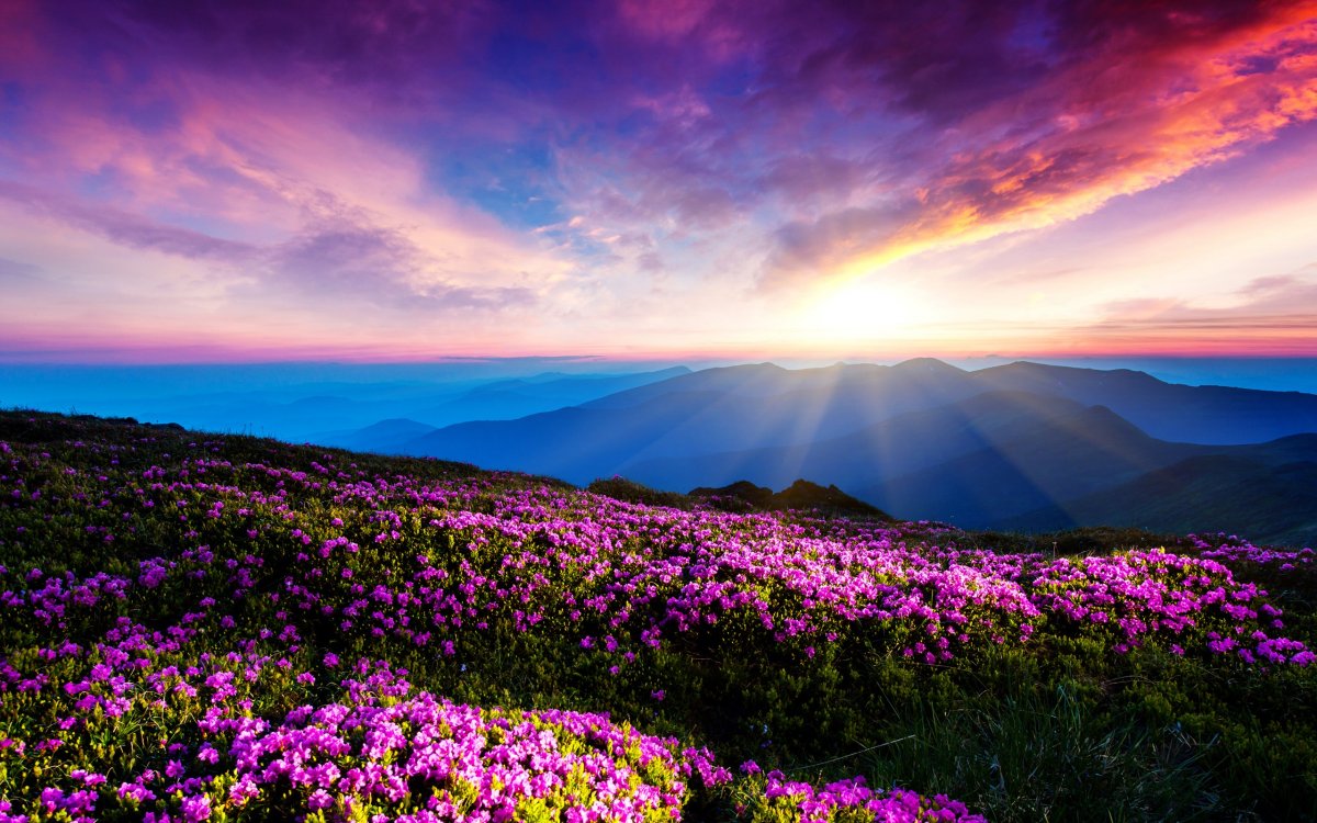 Фиолетовый пейзаж (60 фото)