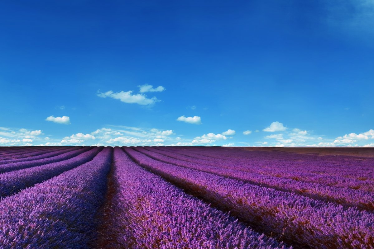 Фиолетовые цветы в поле (56 фото)
