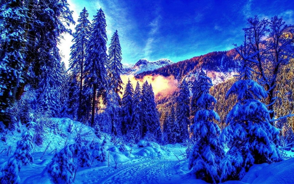 Красивый зимний лес (60 фото)