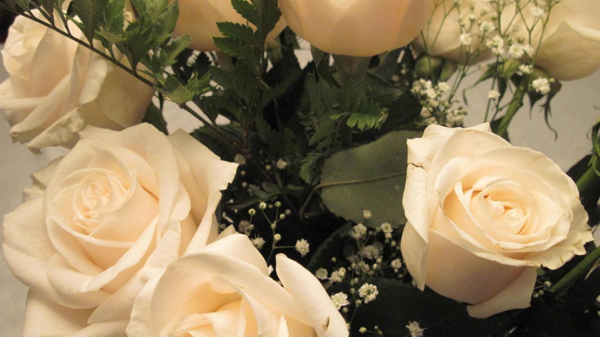 Белые розы (55 фото)