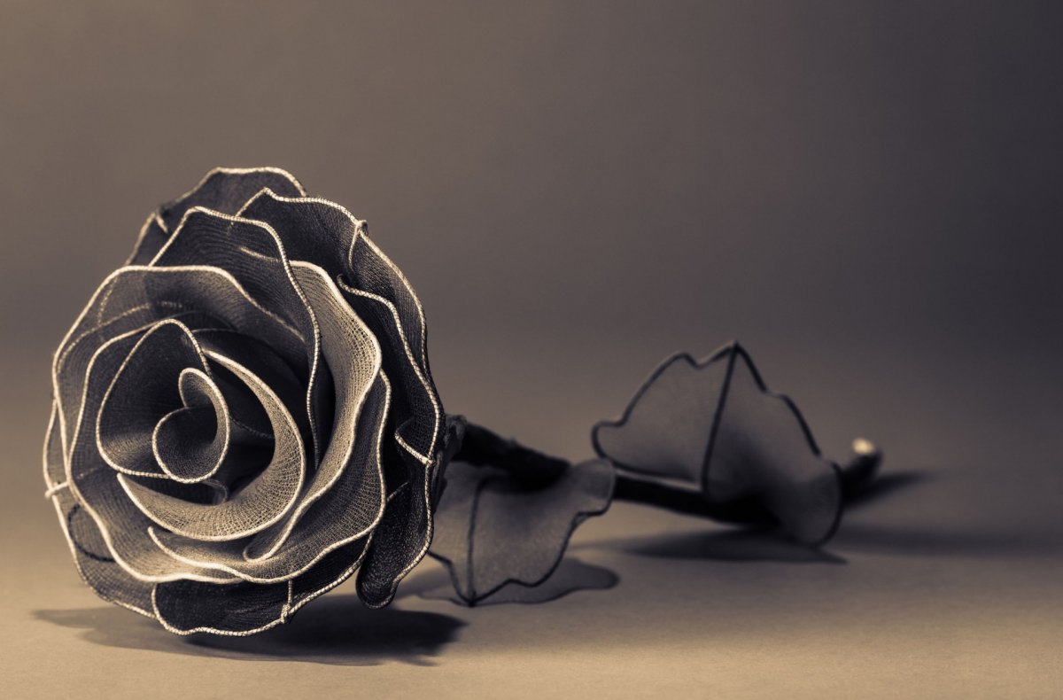 Черная роза (63 фото)