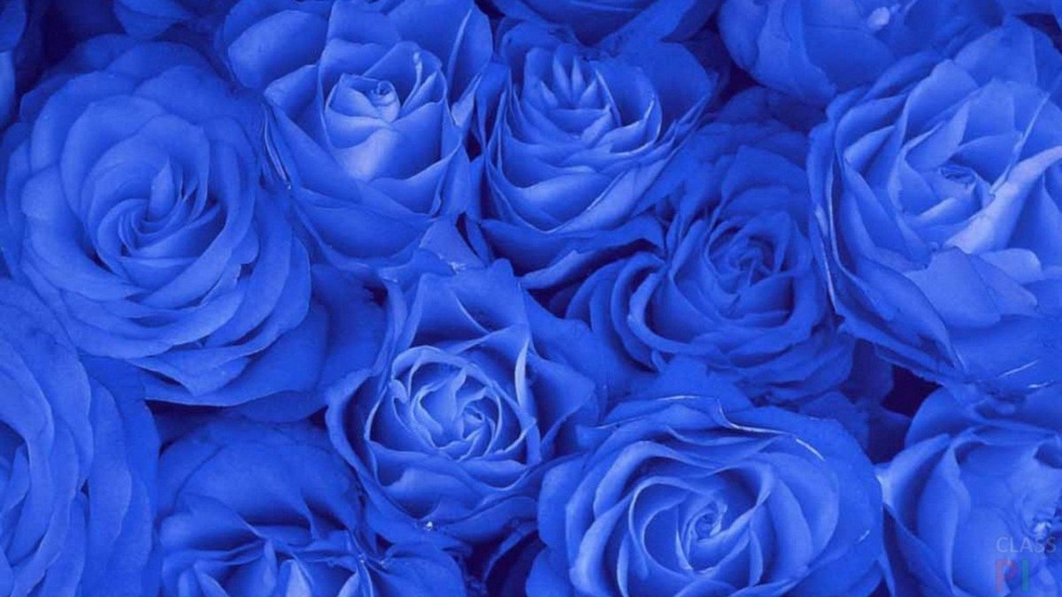Синие розы (61 фото)