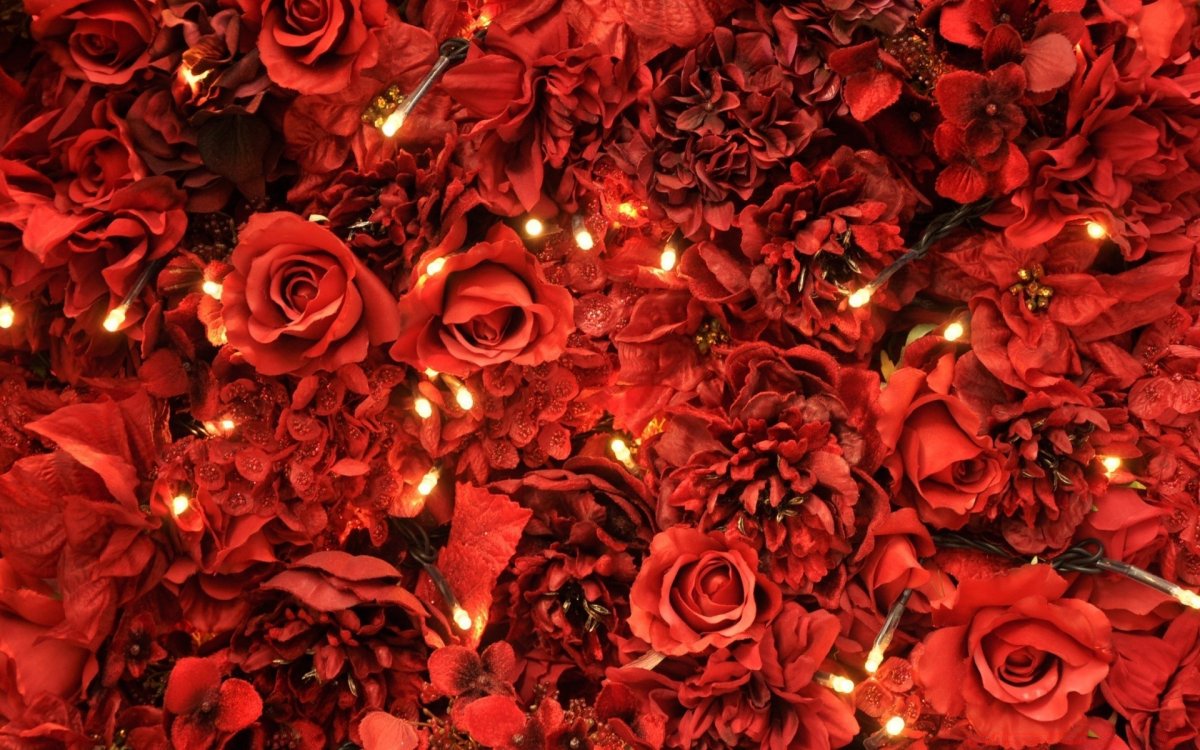 Красные розы (62 фото)
