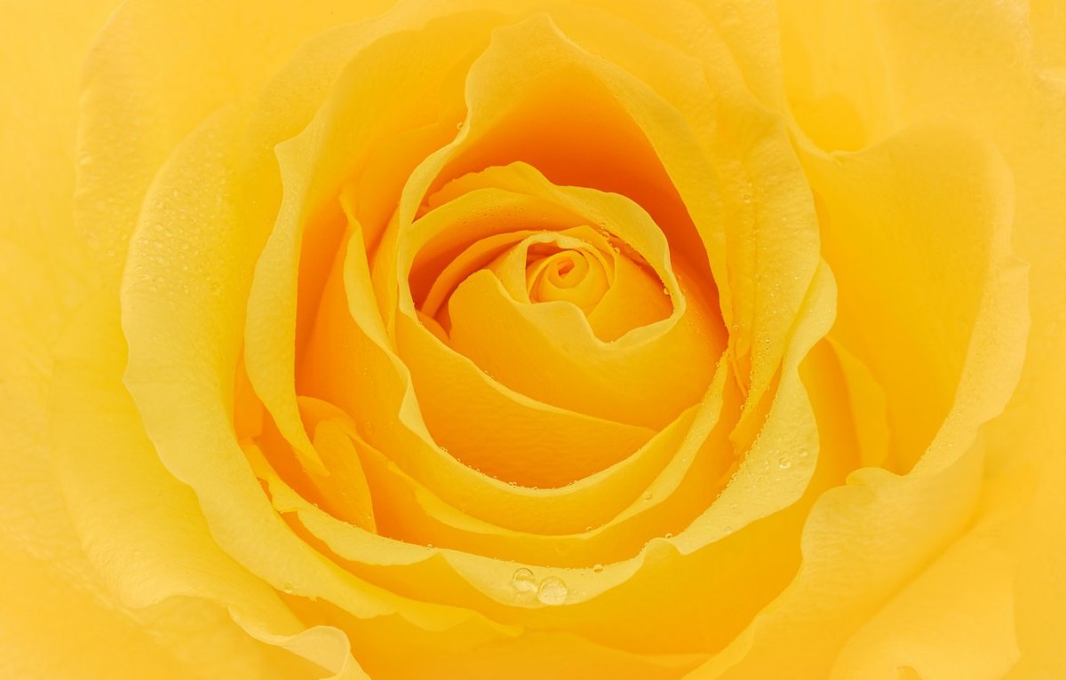 Желтые розы (55 фото)
