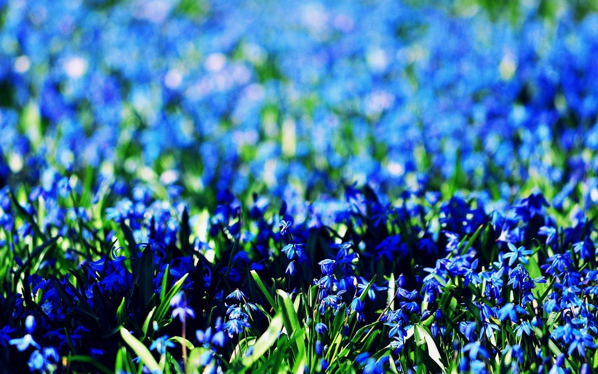Синие цветы (62 фото)