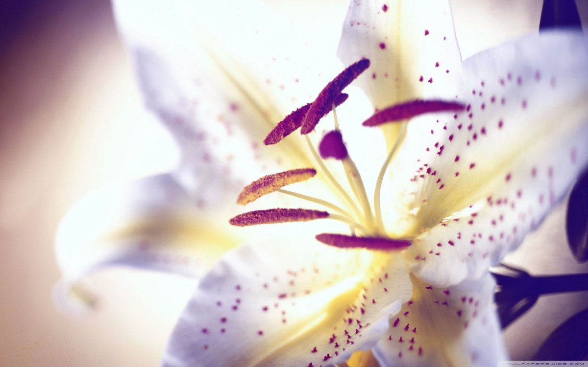 Белые лилии (56 фото)