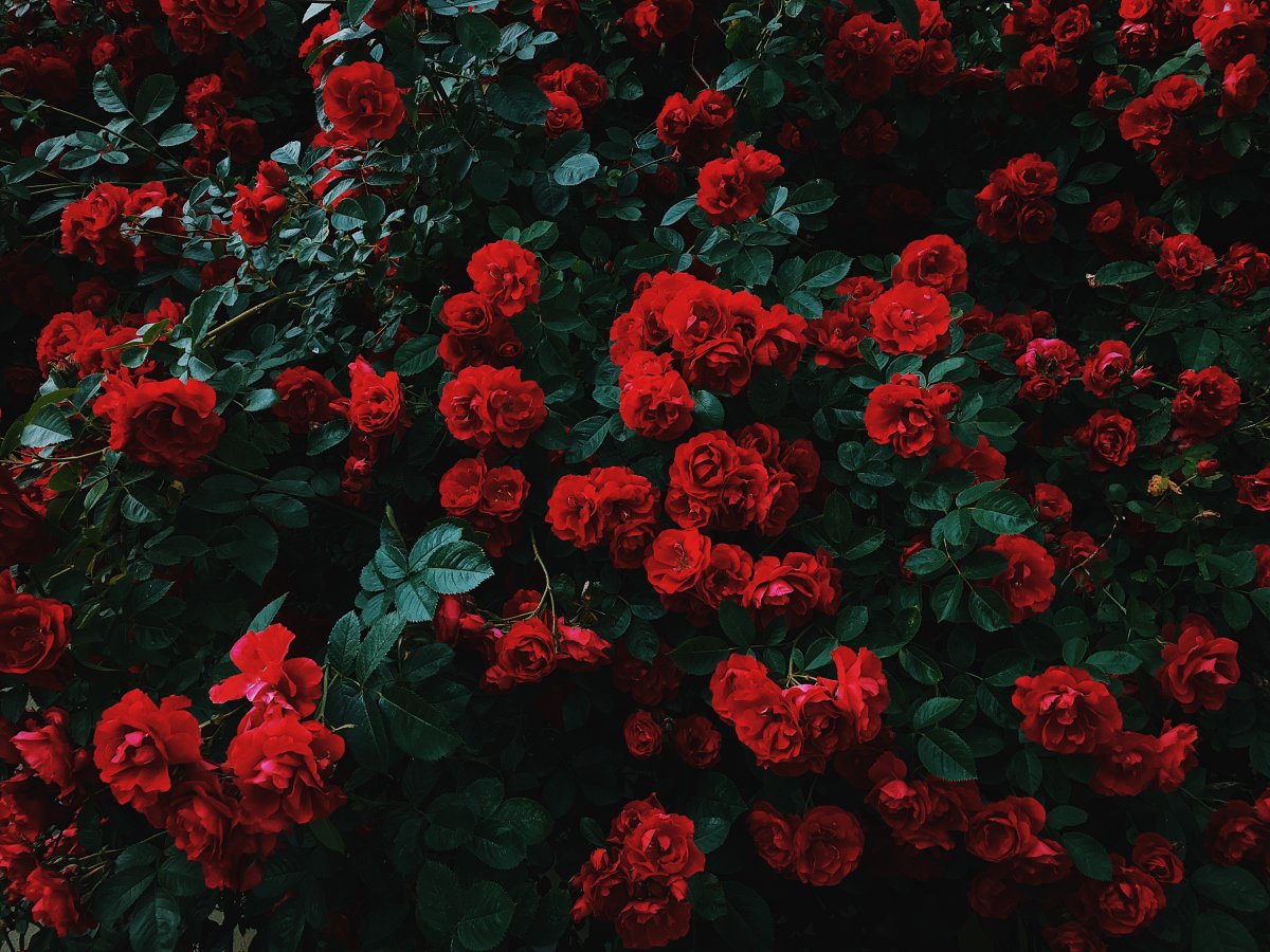 Алые розы (58 фото)