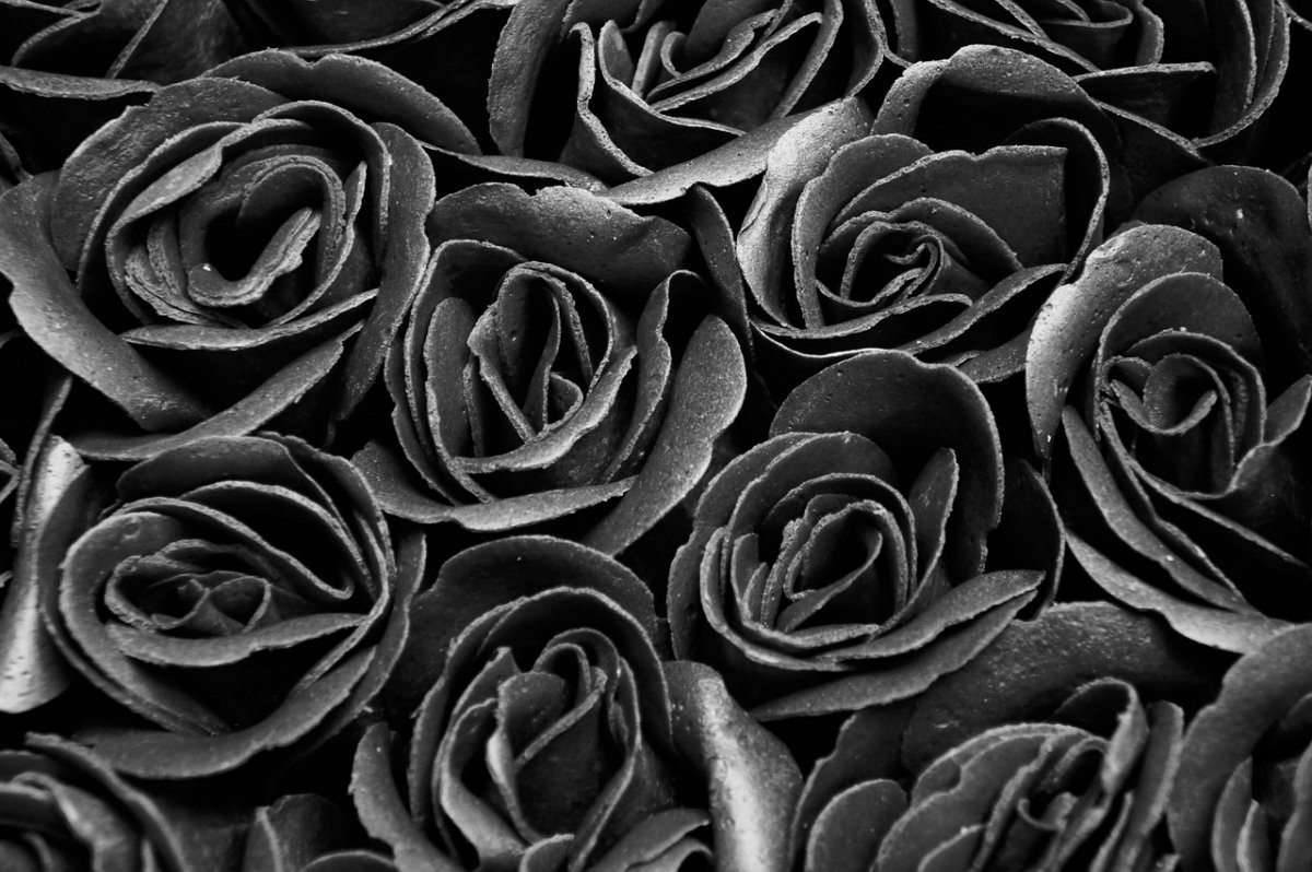 Черные цветы (65 фото)