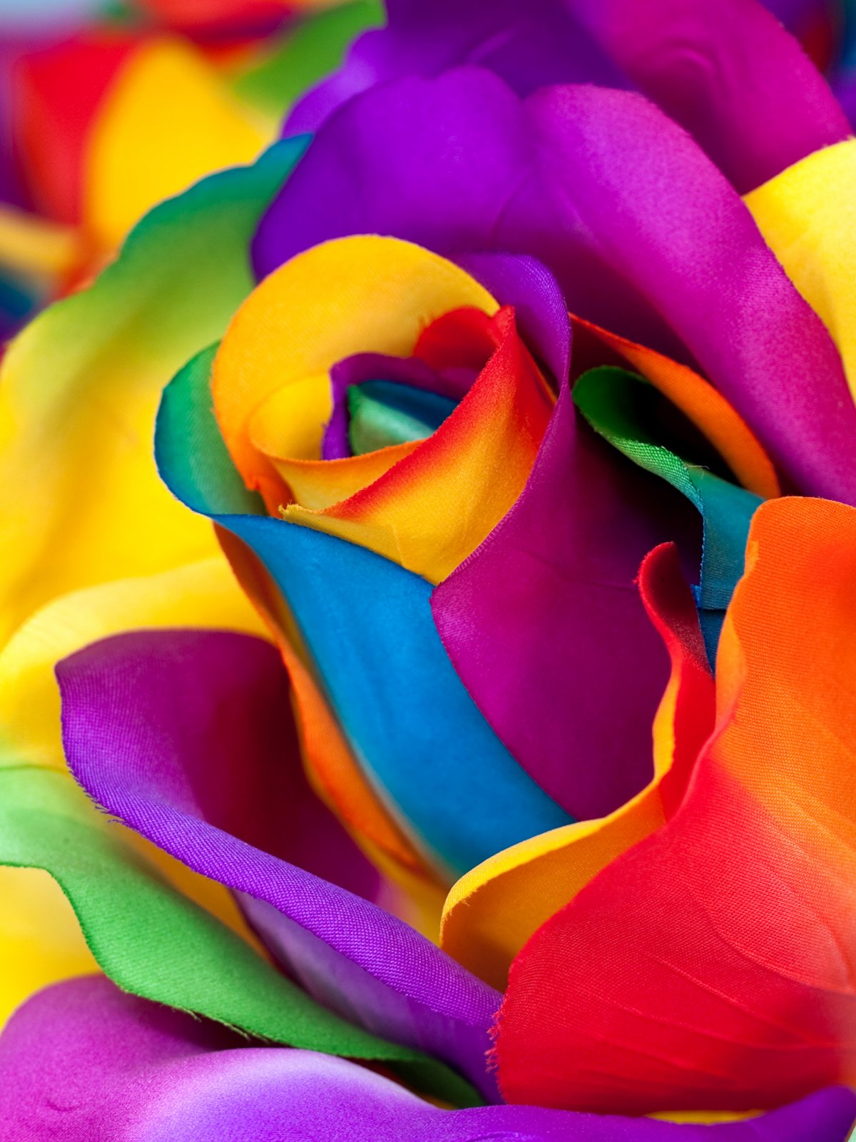Разноцветные розы (51 фото)