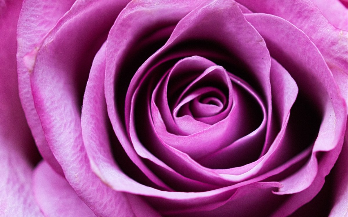 Сиреневые розы (60 фото)