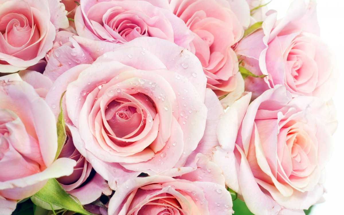 Нежно розовые розы (54 фото)