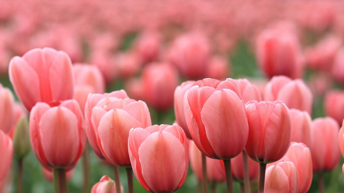 Самые красивые тюльпаны (58 фото)