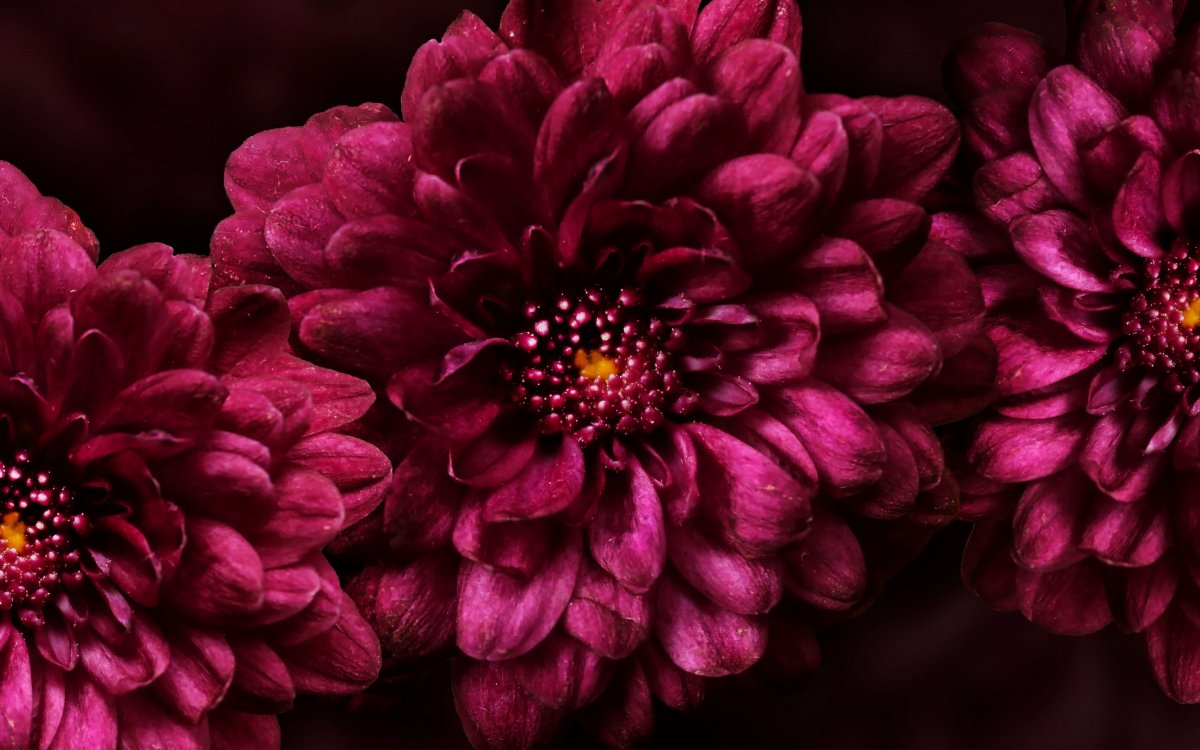 Бордовые цветы (54 фото)