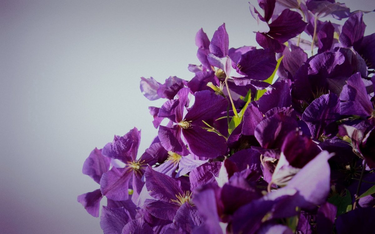 Цветы фиолетового цвета (62 фото)