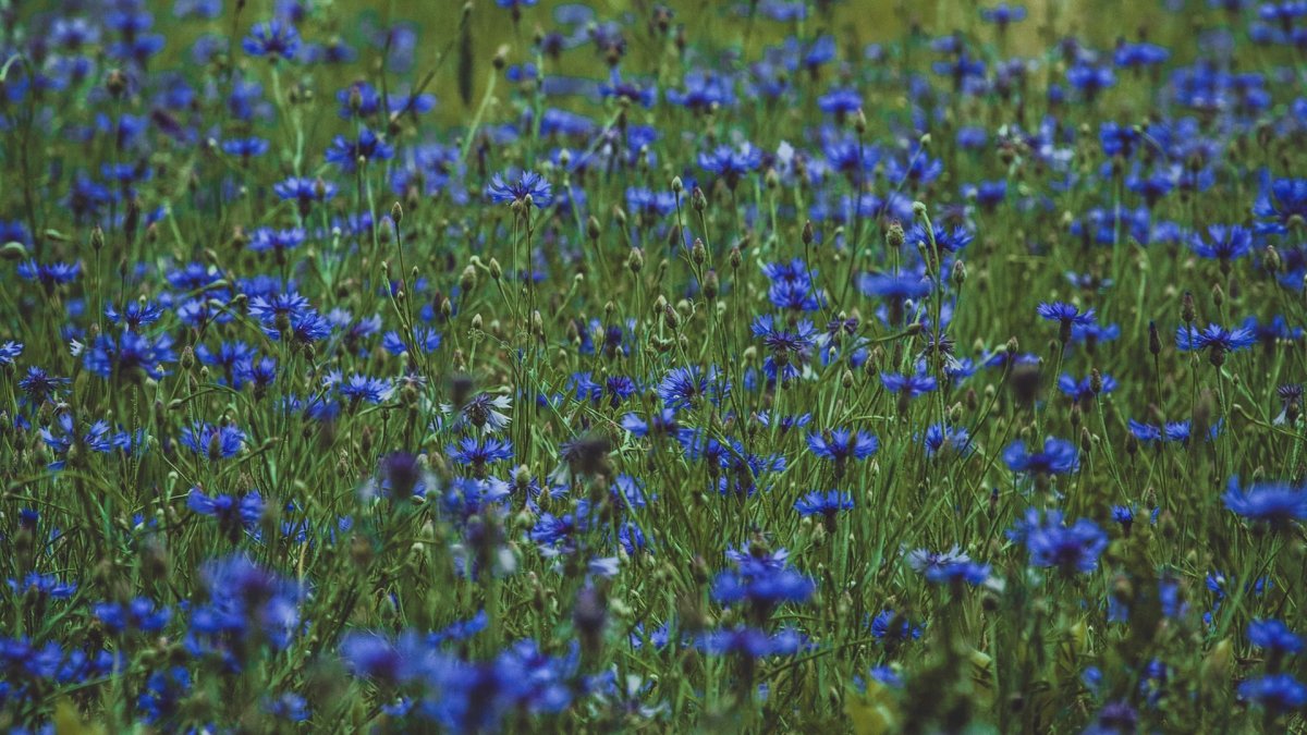 Синие полевые цветы (59 фото)