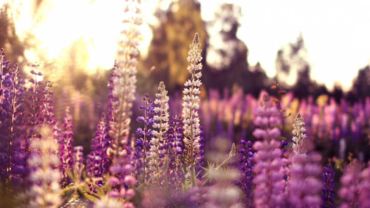 Сиреневые полевые цветы (58 фото)