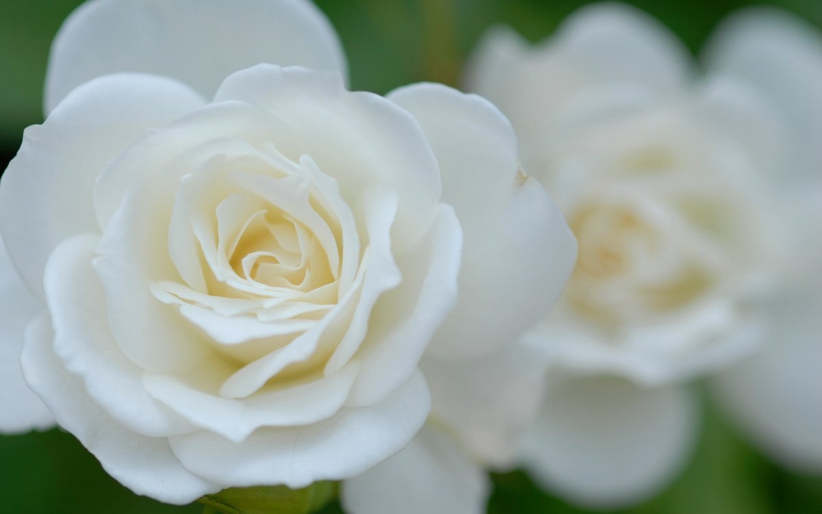 Красивые белые цветы (55 фото)