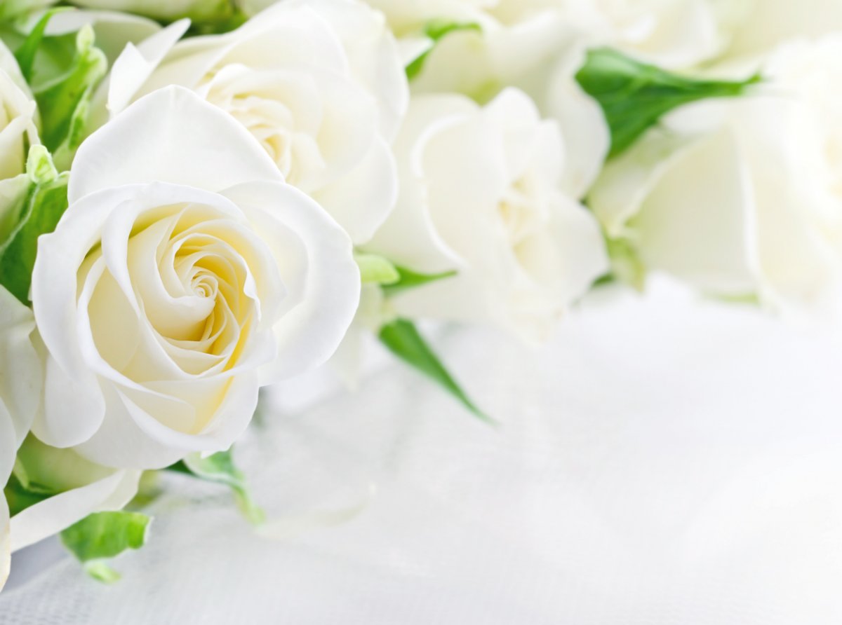 Красивый букет белых роз (64 фото)