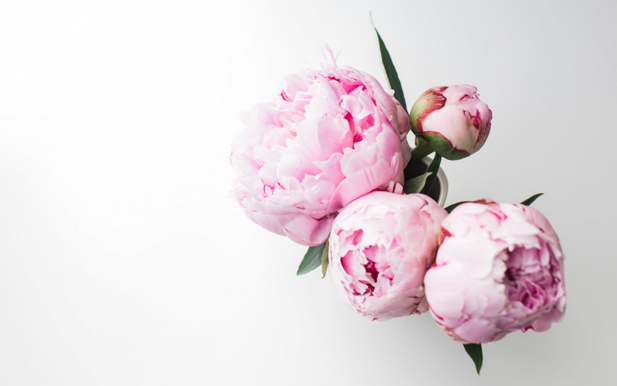 Нежно розовые пионы (65 фото)