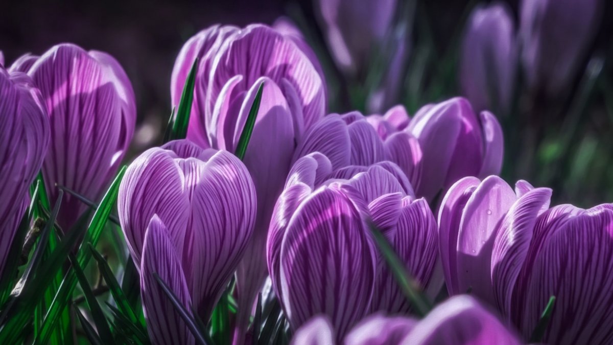 Фиолетовые цветочки (62 фото)