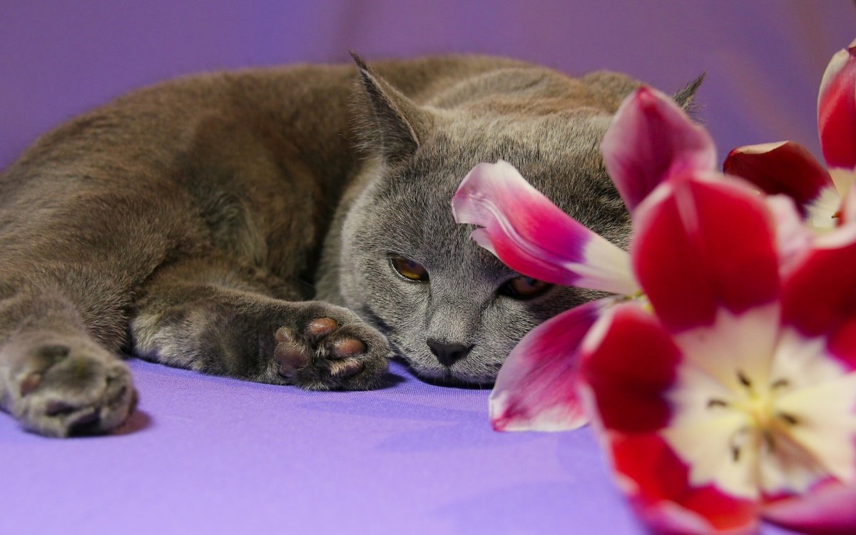 Кошки и цветы (60 фото)