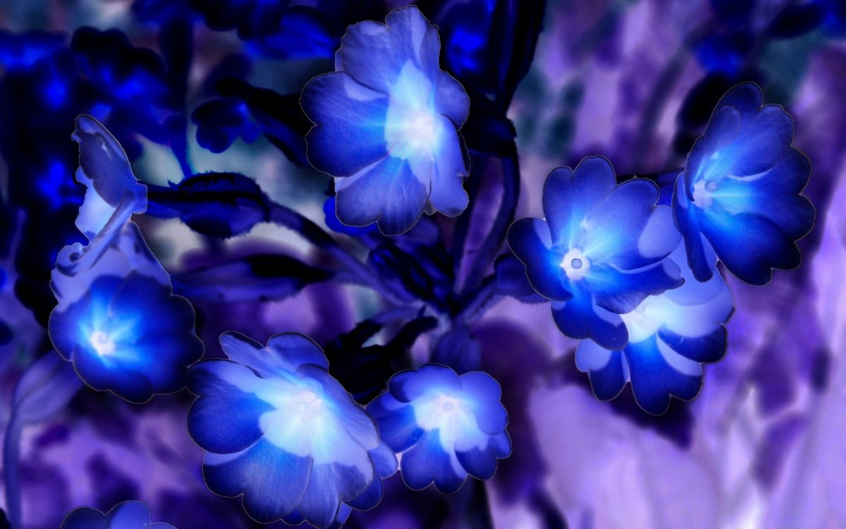 Красивые синие цветы (60 фото)