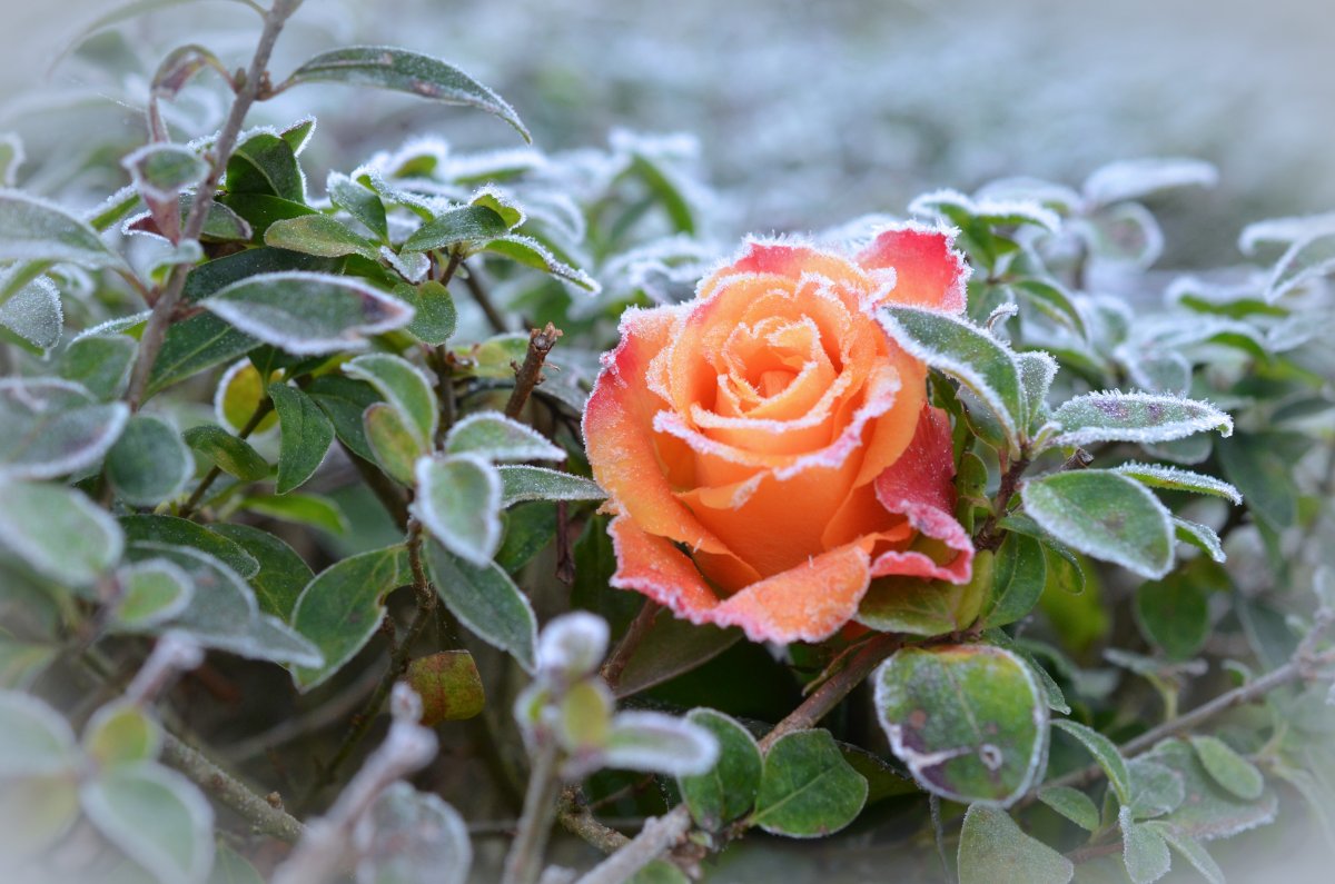 Розы на морозе (50 фото)