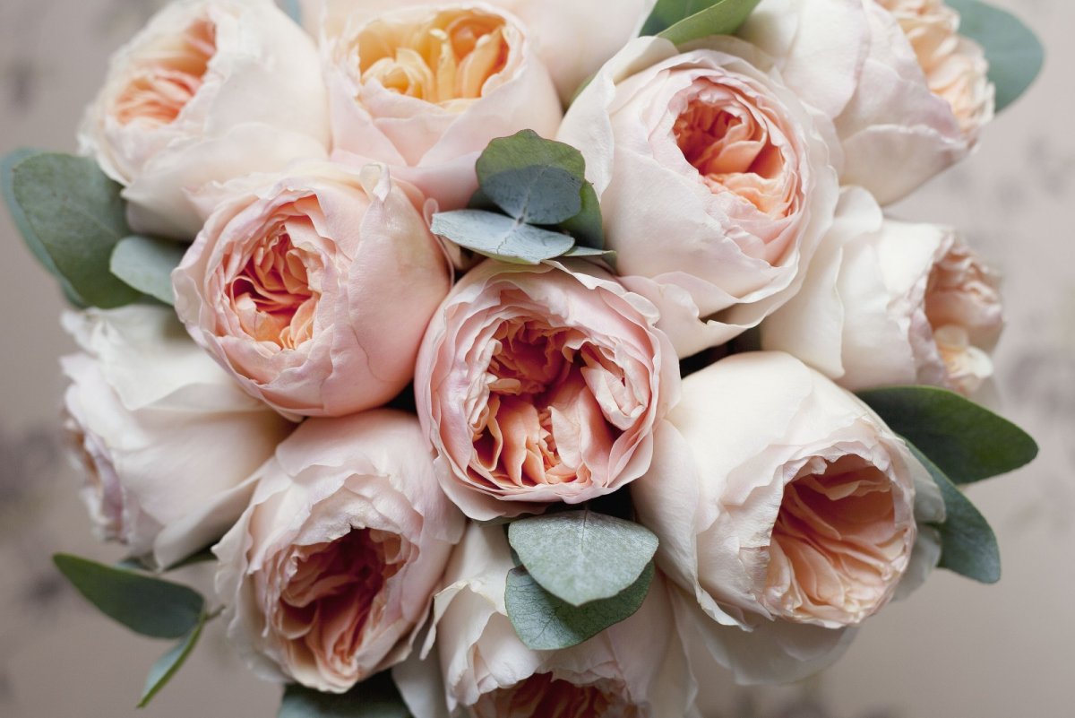 Пионовидные розы (53 фото)