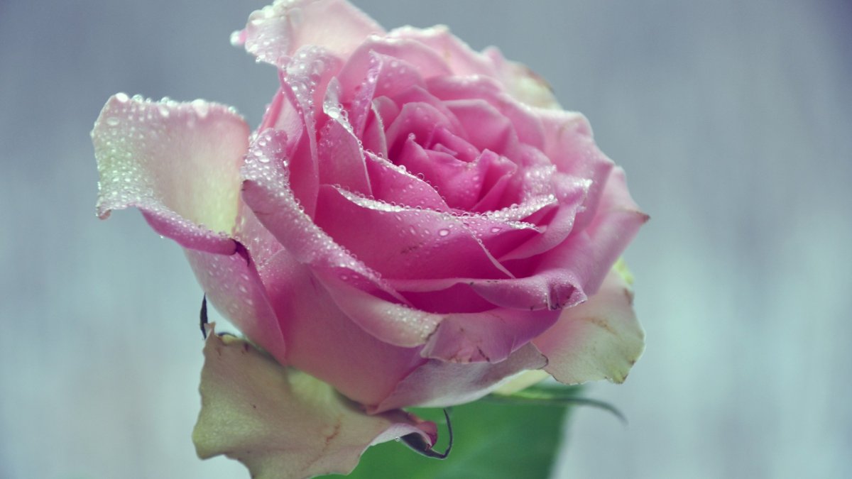 Самые красивые розы в мире (60 фото)