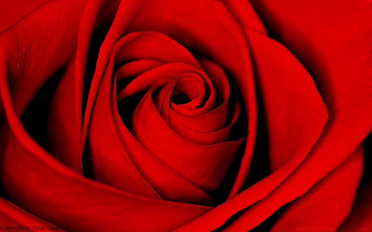 Роза белая роза алая (55 фото)