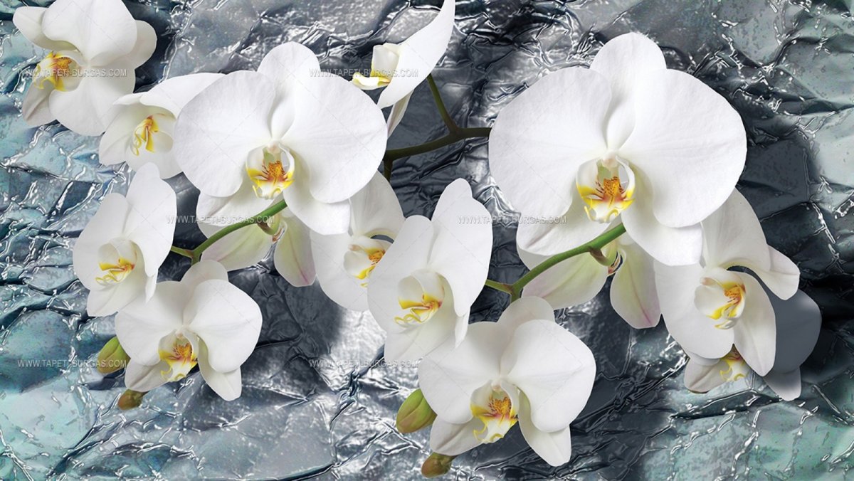 Белая Орхидея (59 фото)