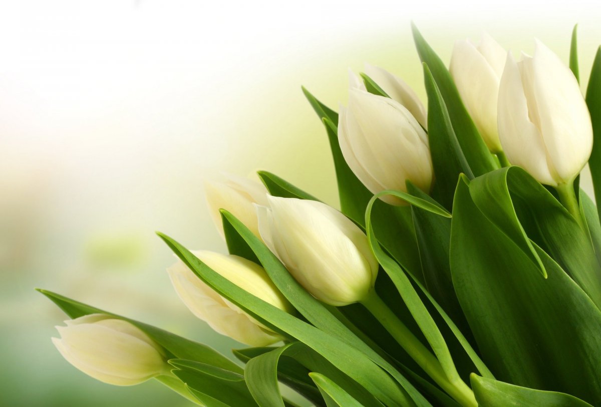Белые тюльпаны букет (42 фото)