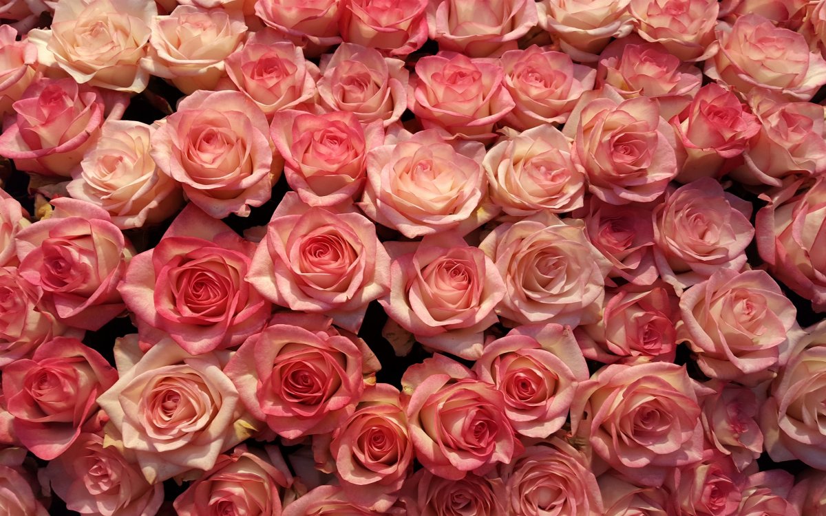 Голландские розы (58 фото)
