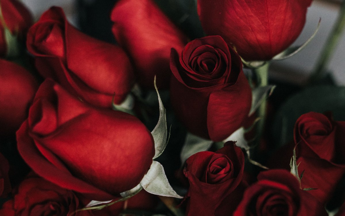 Бордовые розы (55 фото)
