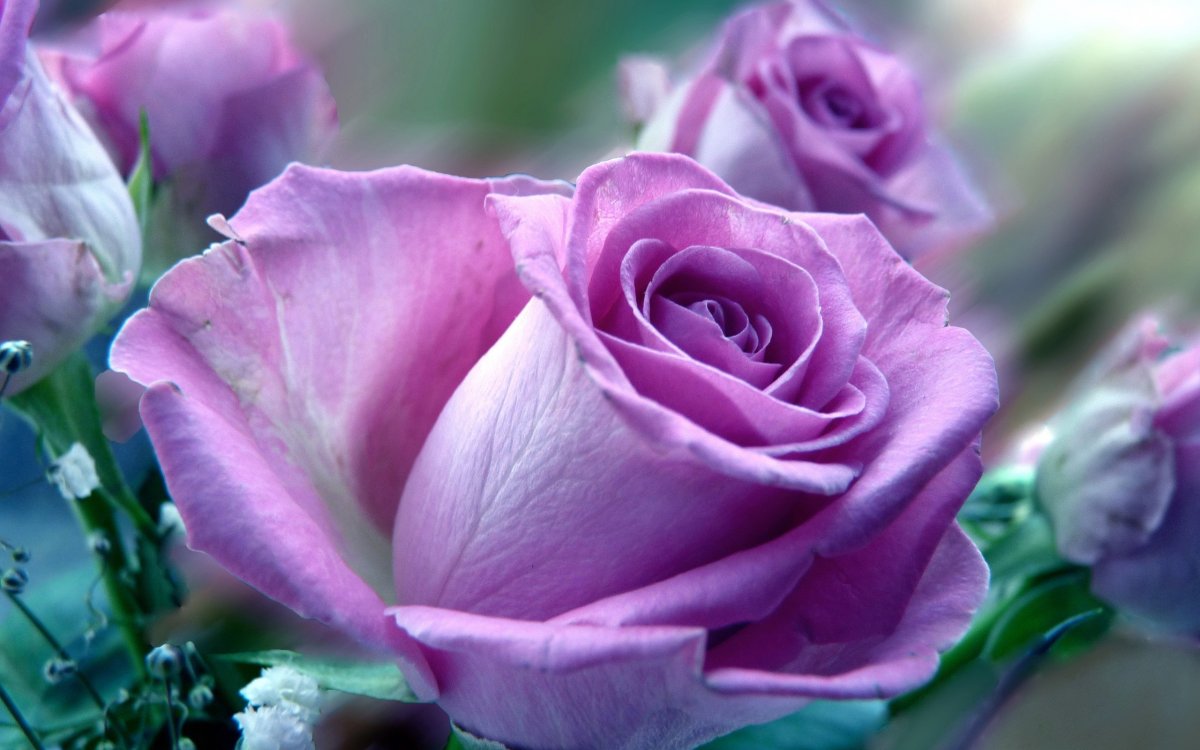 Фиолетовые розы (60 фото)