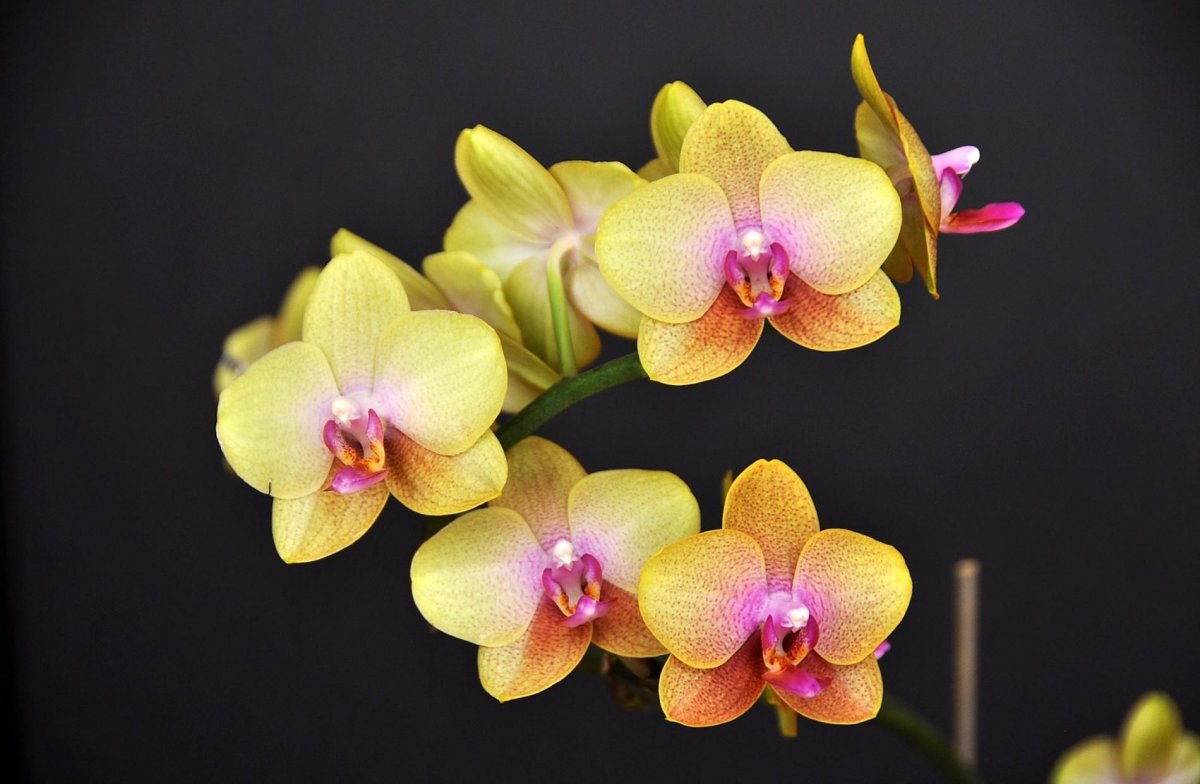 Орхидея желтая (42 фото)