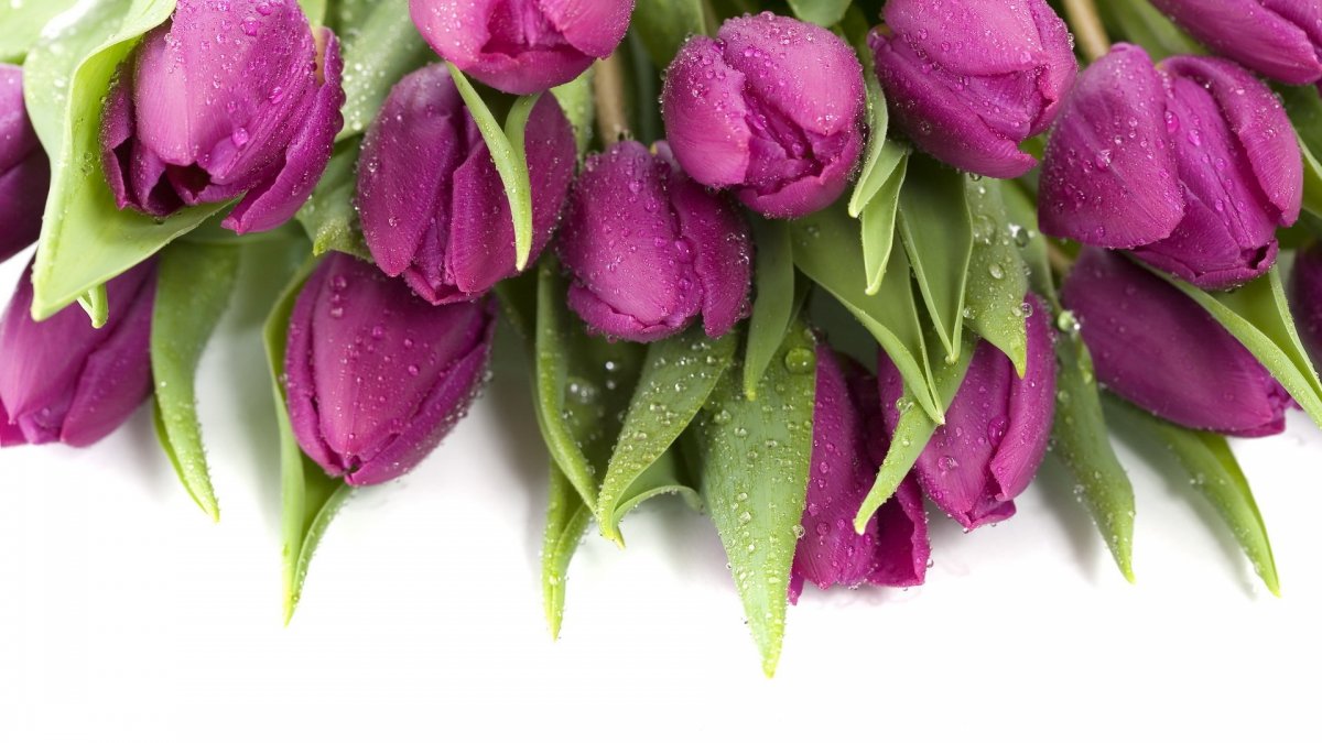 Сиреневые тюльпаны (51 фото)