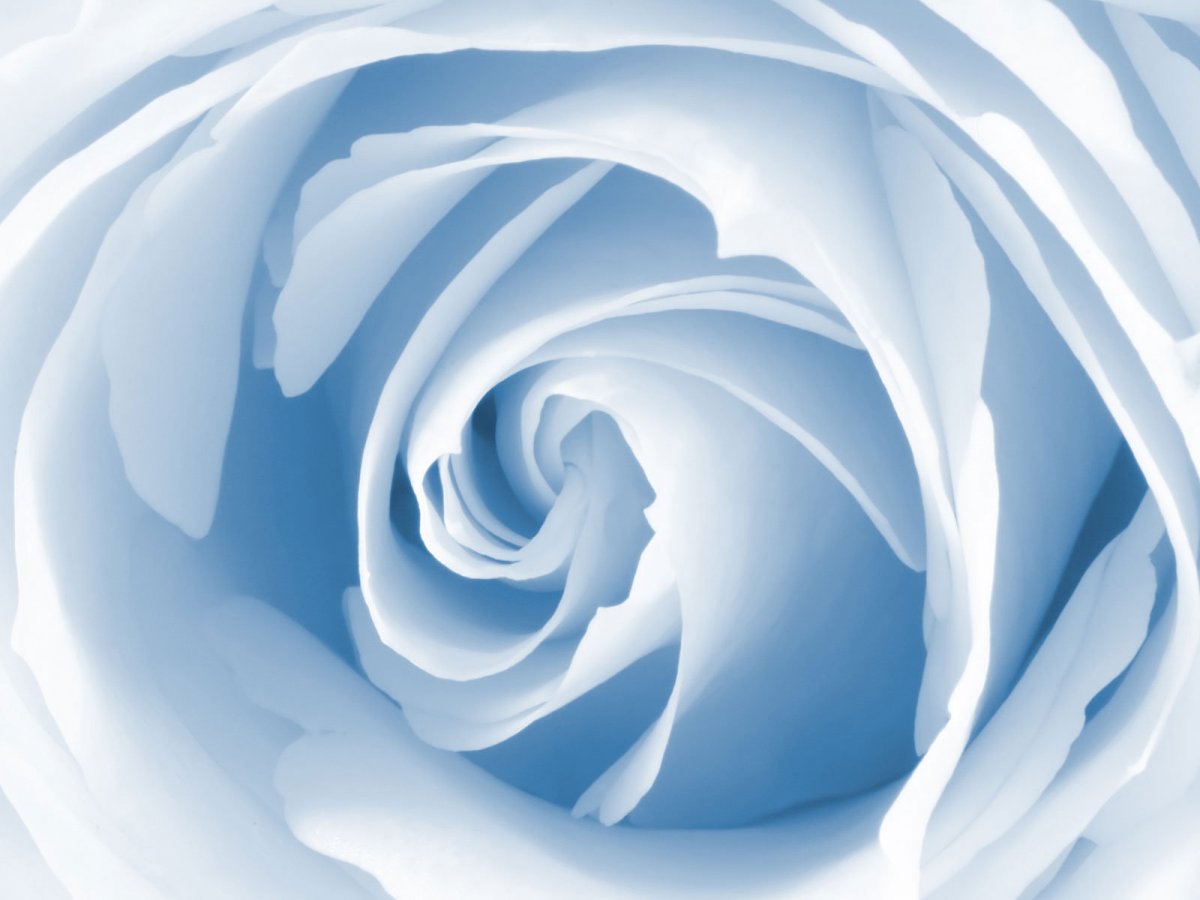 Голубые розы (59 фото)