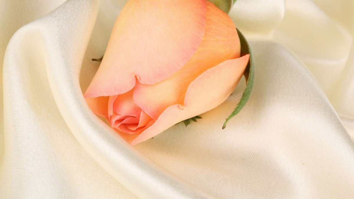 Бутон розы (60 фото)