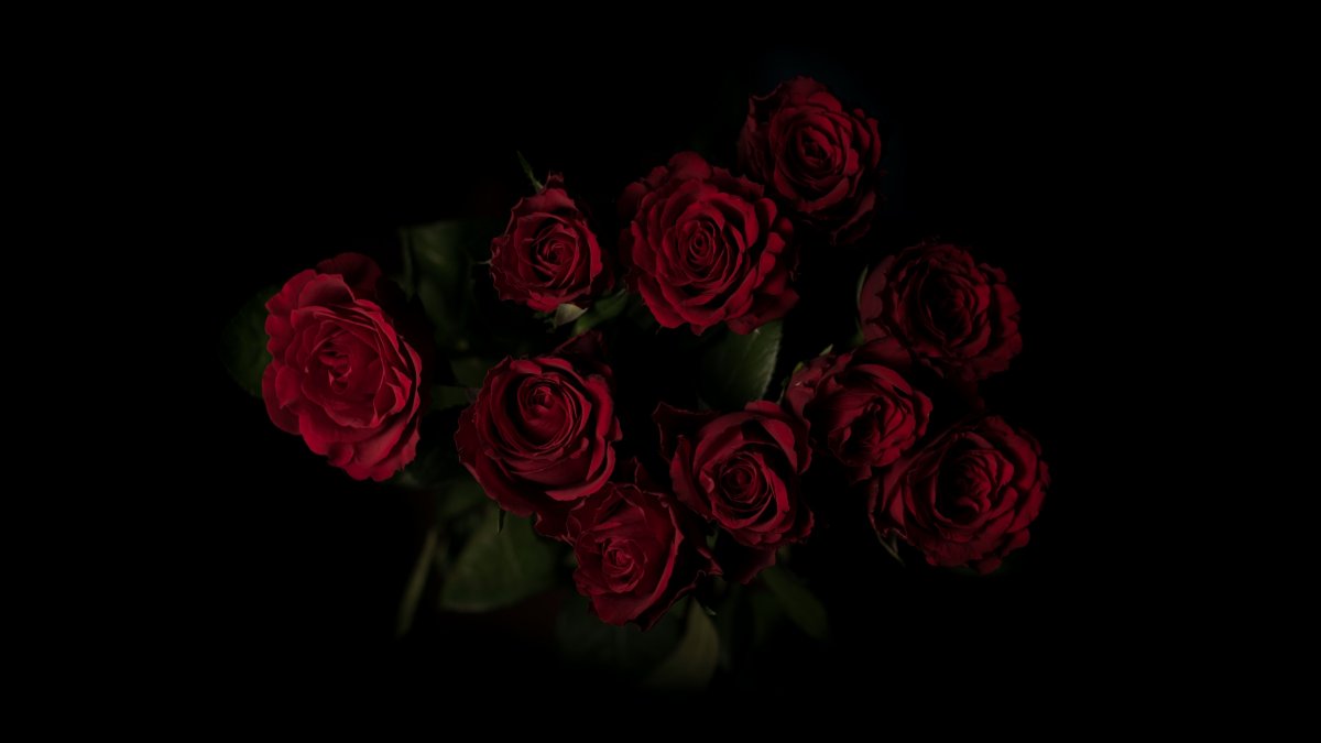 Роза на черном фоне (60 фото)
