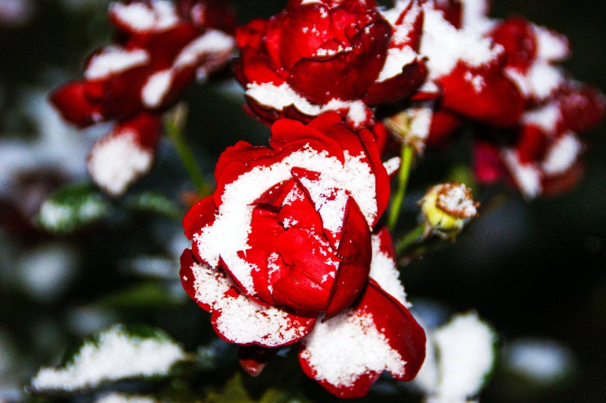 Розы на снегу (52 фото)