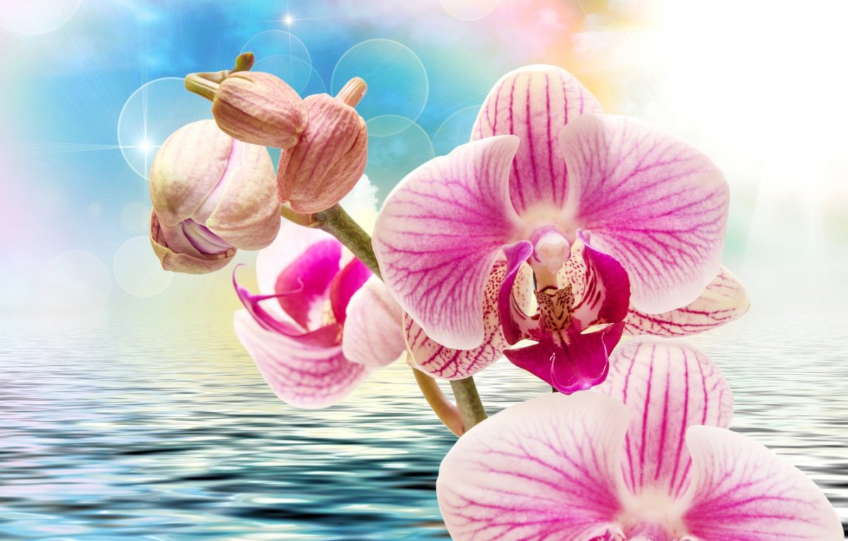 Розовая Орхидея (58 фото)
