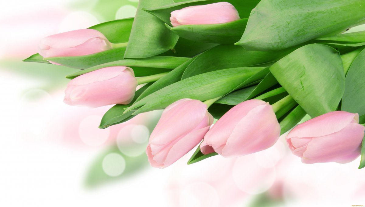 Нежно розовые тюльпаны (52 фото)