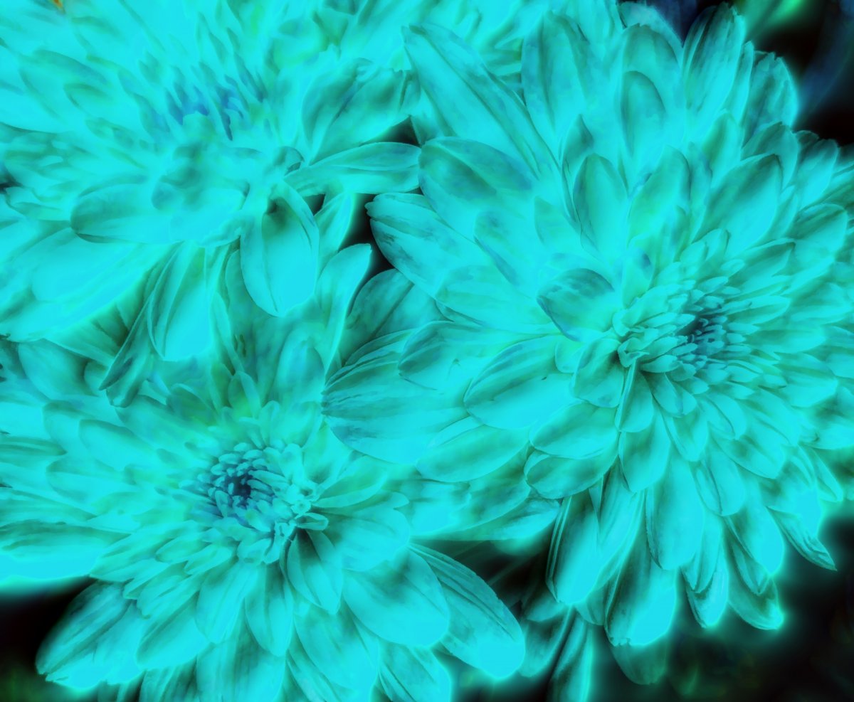Голубые хризантемы (52 фото)