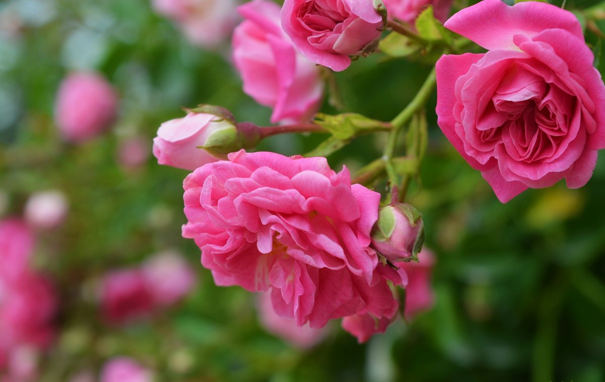 Розовые розы картинки (63 фото)