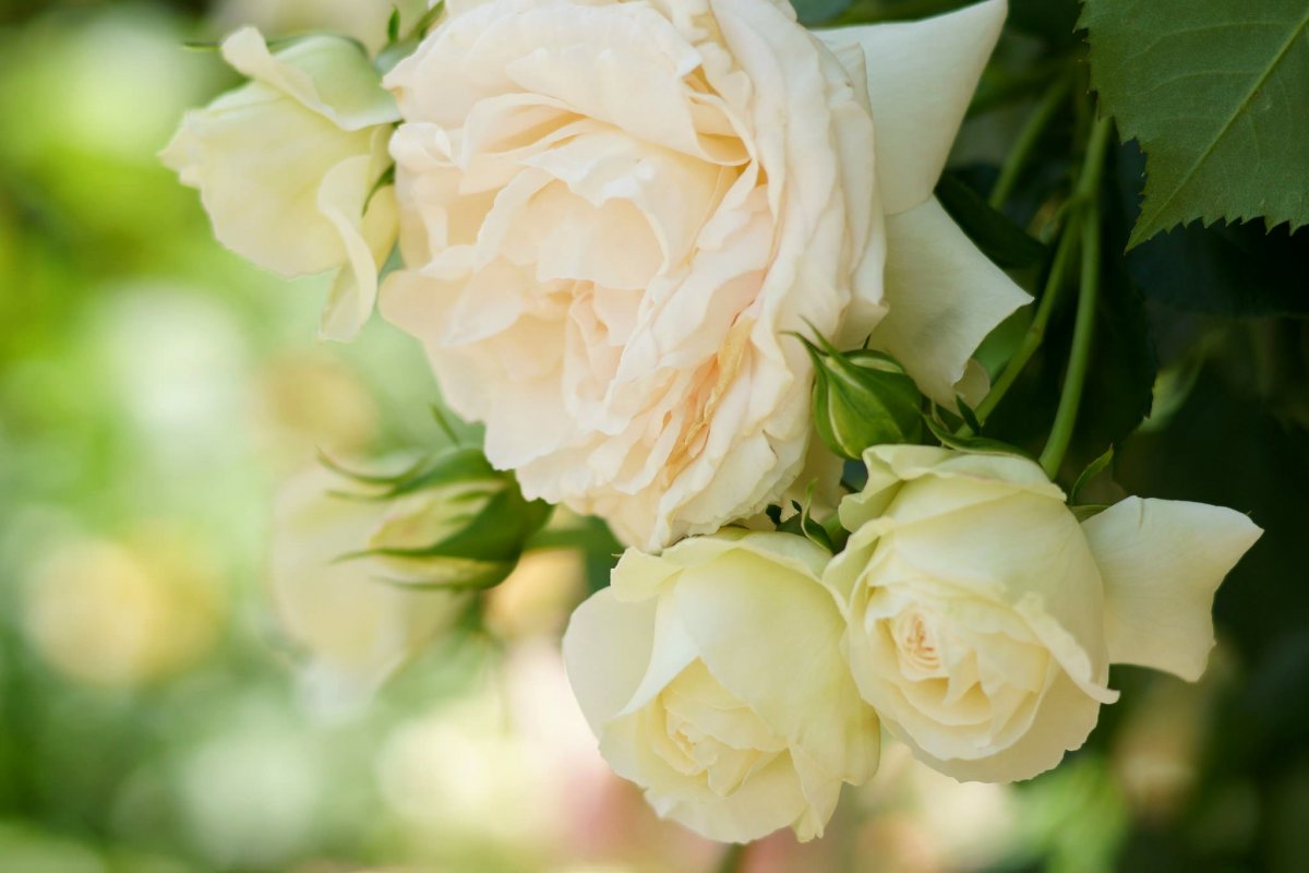 Красивые белые розы (60 фото)