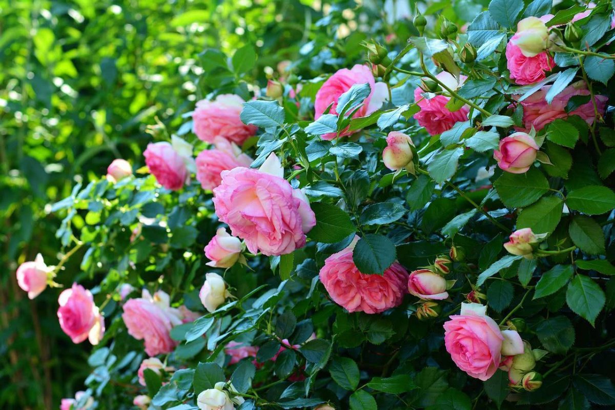 Кустарниковые розы (57 фото)